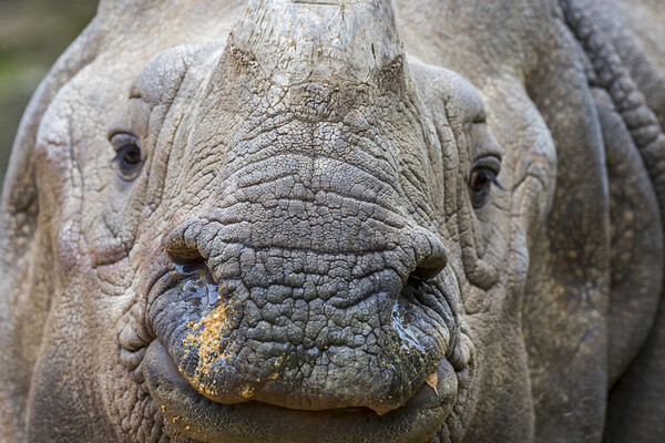 Indian Rhinoceros Picture Board by Arterra 