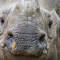 Buy canvas prints of Indian Rhinoceros by Arterra 