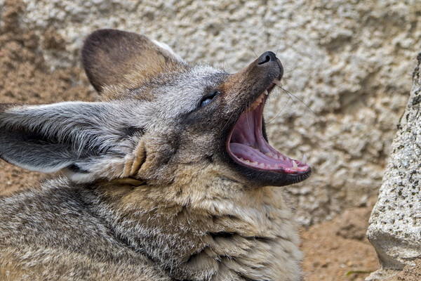 Bat-Eared Fox Yawning Picture Board by Arterra 