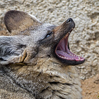 Buy canvas prints of Bat-Eared Fox Yawning by Arterra 