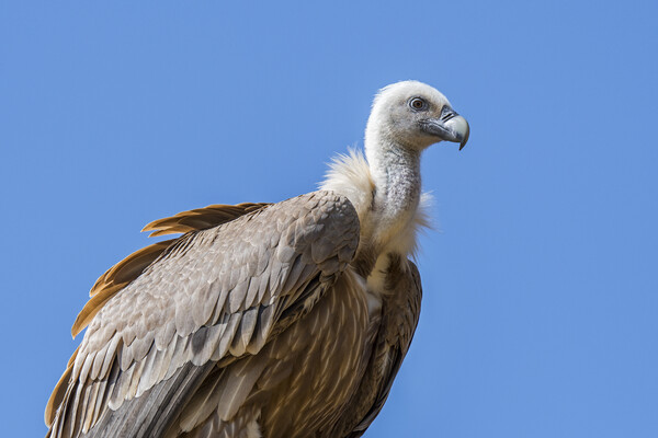 Griffon Vulture Picture Board by Arterra 