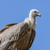 Buy canvas prints of Griffon Vulture by Arterra 