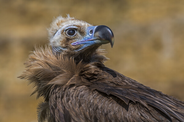 Cinereous Vulture Picture Board by Arterra 