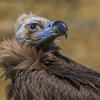 Buy canvas prints of Cinereous Vulture by Arterra 