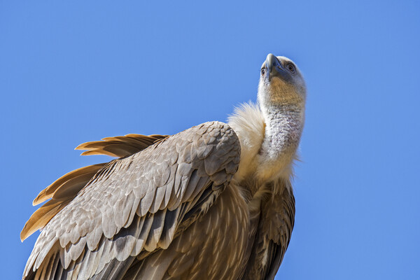 Eurasian griffon vulture Picture Board by Arterra 