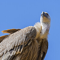 Buy canvas prints of Eurasian griffon vulture by Arterra 