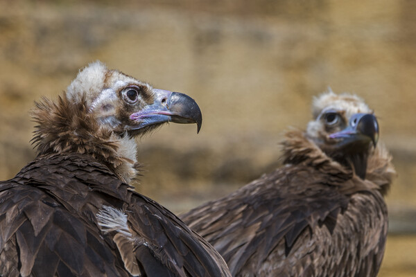 Two Monk Vultures Picture Board by Arterra 