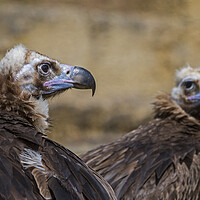 Buy canvas prints of Two Monk Vultures by Arterra 