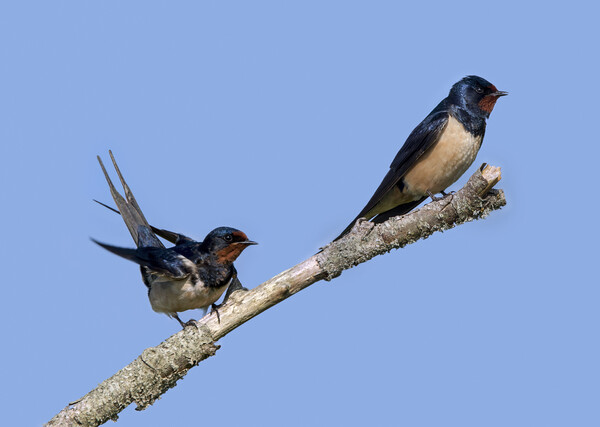 Two Barn Swallows Picture Board by Arterra 