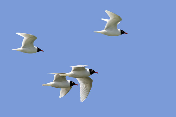 Mediterranean Gulls in Flight Picture Board by Arterra 