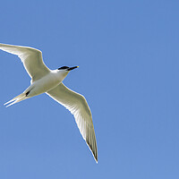 Buy canvas prints of Sandwich Tern Flying by Arterra 