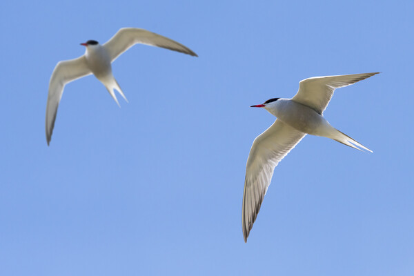 Two Common Terns Flying Picture Board by Arterra 