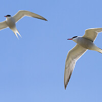 Buy canvas prints of Two Common Terns Flying by Arterra 