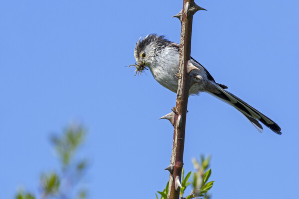 Long-Tailed Tit Picture Board by Arterra 