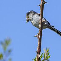 Buy canvas prints of Long-Tailed Tit by Arterra 