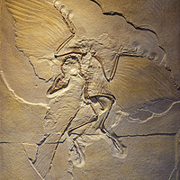 Buy canvas prints of Berlin Archaeopteryx Fossil by Arterra 