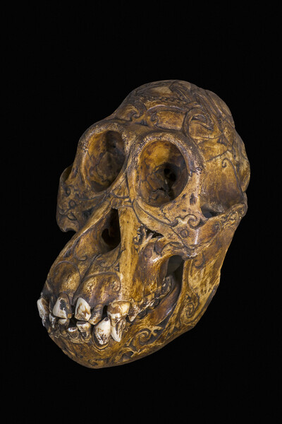 Bornean Orangutan Skull Picture Board by Arterra 