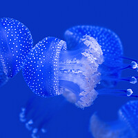 Buy canvas prints of Australian Spotted Jellyfishes by Arterra 