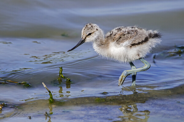 Pied Avocet Chick Picture Board by Arterra 
