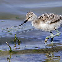 Buy canvas prints of Pied Avocet Chick by Arterra 