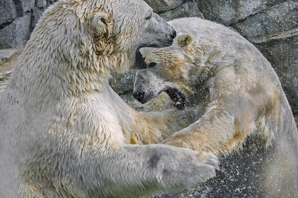 Playfighting Polar Bears Picture Board by Arterra 