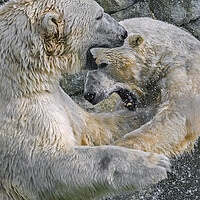 Buy canvas prints of Playfighting Polar Bears by Arterra 