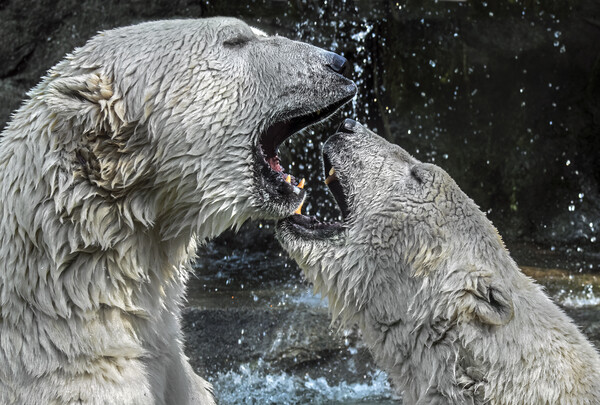 Play Fighting Polar Bears Picture Board by Arterra 
