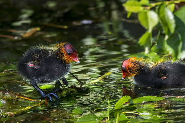 Coot Chicks in Pond Picture Board by Arterra 