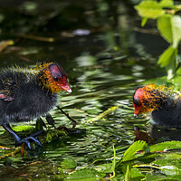 Buy canvas prints of Coot Chicks in Pond by Arterra 
