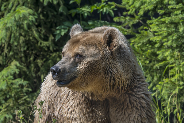 Brown Bear in Pine Wood Picture Board by Arterra 