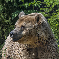 Buy canvas prints of Brown Bear in Pine Wood by Arterra 