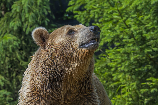 Brown Bear in Forest Picture Board by Arterra 