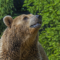Buy canvas prints of Brown Bear in Forest by Arterra 