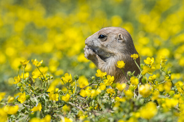 Young Black-Tailed Prairie Dog Picture Board by Arterra 