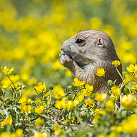 Buy canvas prints of Young Black-Tailed Prairie Dog by Arterra 