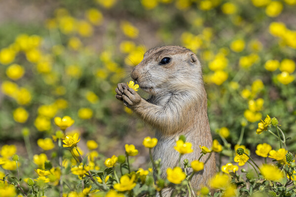Black-Tailed Prairie Dog Eating Flower Picture Board by Arterra 