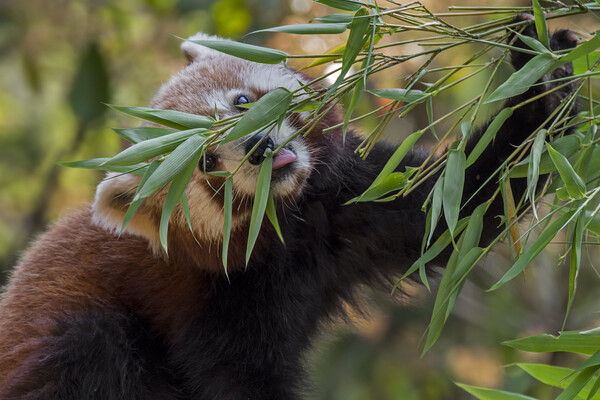 Red Panda Eating Bamboo Picture Board by Arterra 