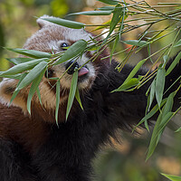 Buy canvas prints of Red Panda Eating Bamboo by Arterra 