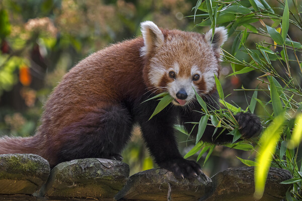 Red Panda in Zoo Picture Board by Arterra 