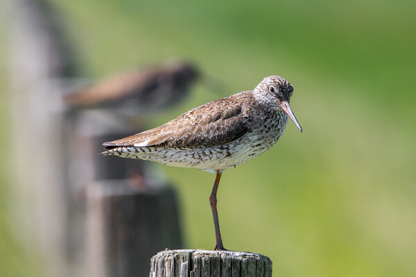 Common Redshanks Picture Board by Arterra 