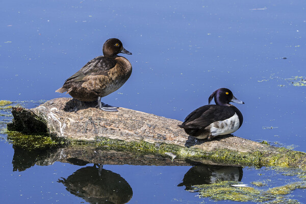 Tufted Duck Couple Picture Board by Arterra 