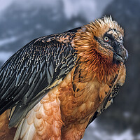 Buy canvas prints of Bearded Vulture by Arterra 