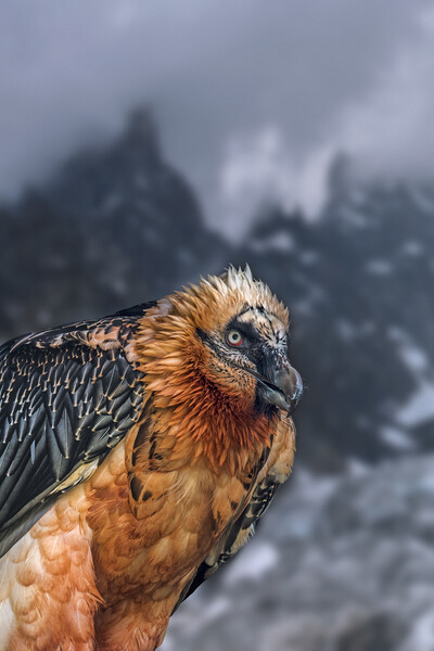 Bearded Vulture in the Alps Picture Board by Arterra 