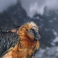 Buy canvas prints of Bearded Vulture in the Alps by Arterra 