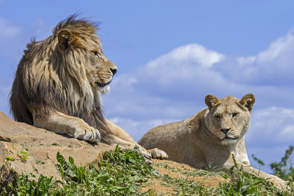African Lion Pair Picture Board by Arterra 