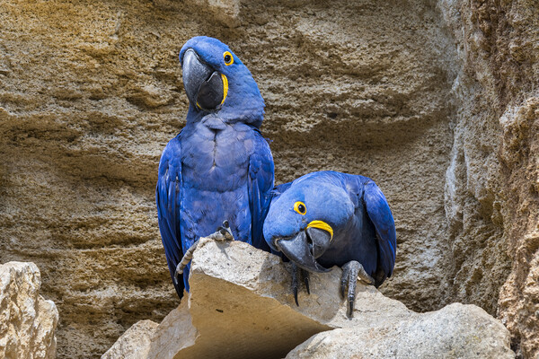 Hyacinth Macaw Couple Picture Board by Arterra 