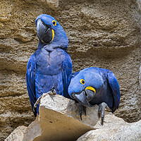 Buy canvas prints of Hyacinth Macaw Couple by Arterra 
