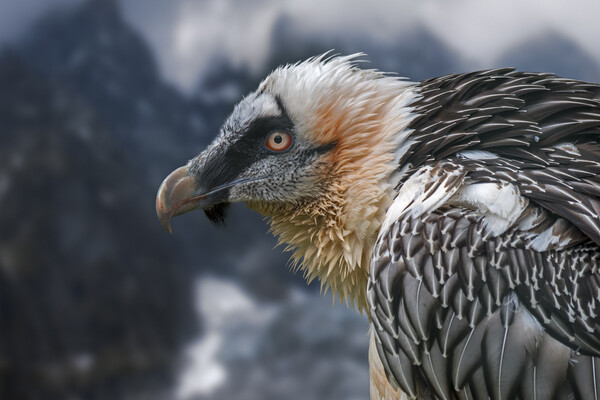 Bearded Vulture in the Mountains Picture Board by Arterra 