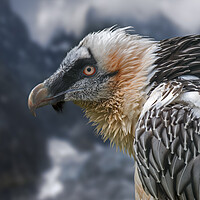 Buy canvas prints of Bearded Vulture in the Mountains by Arterra 