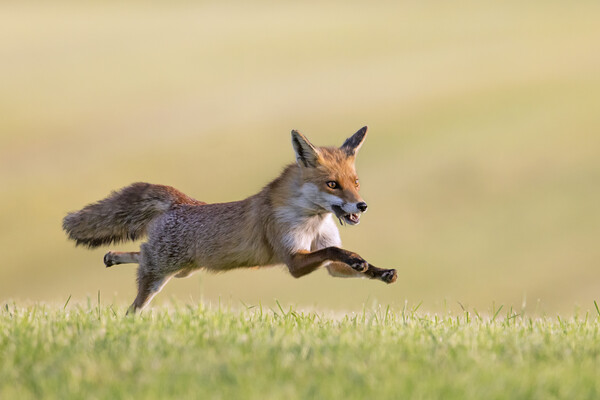 Fleeing Red Fox Picture Board by Arterra 
